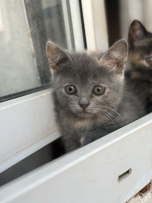 Котята девочки 2 месяца