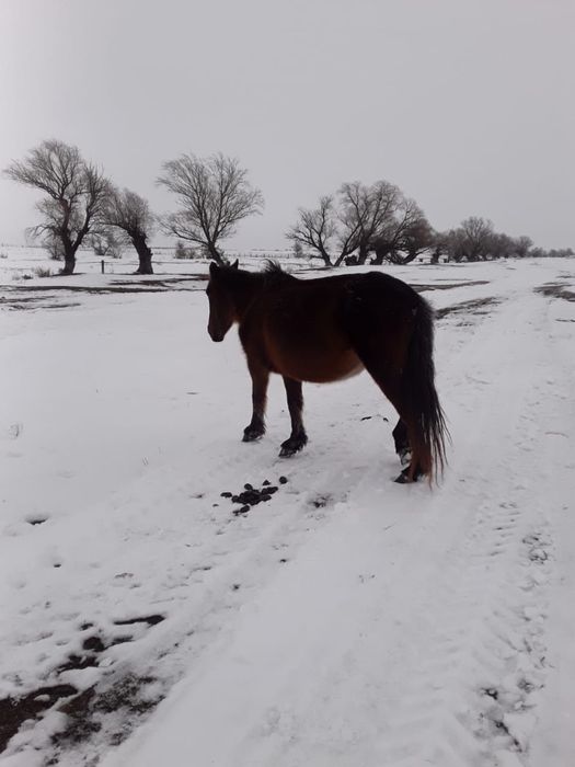 бие жабагысымен бие буаз