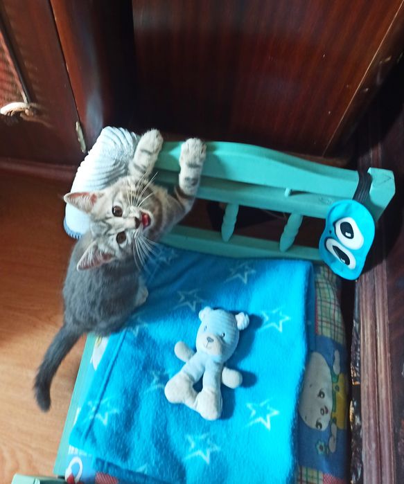 Малко котенце момченце с М на челото търси дом