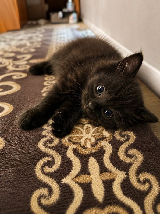 Котенок в добрые ответственные руки!