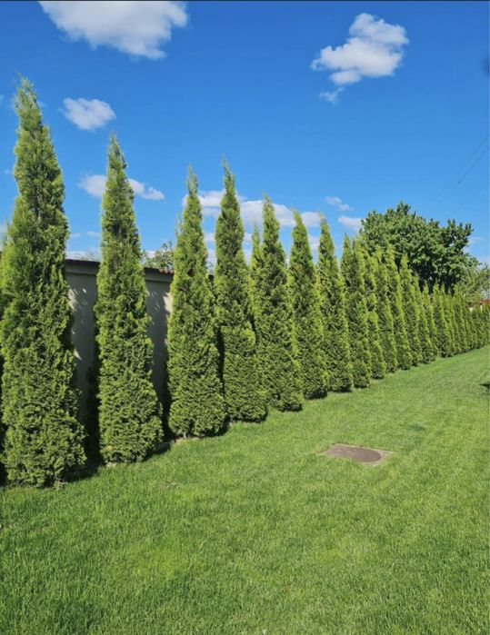 Tuia la cele mai bune preturi