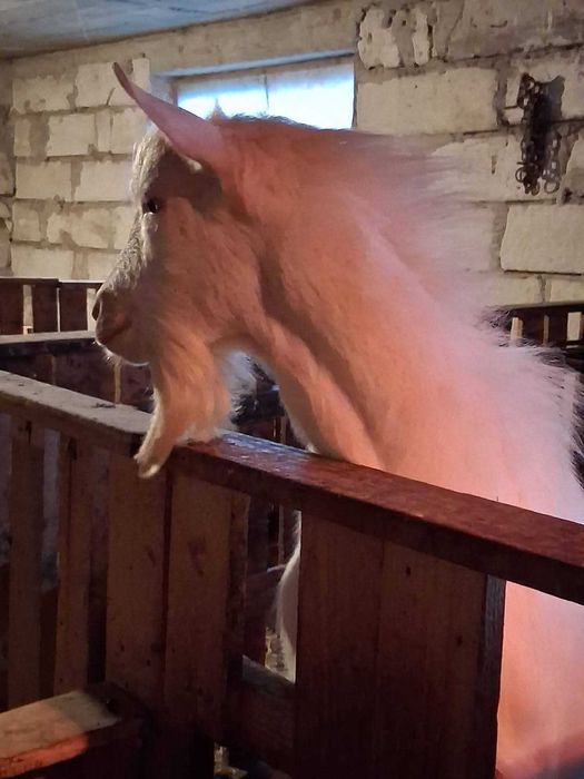 Vand tap saanen, ciut genetic, varsta un an, din linie foarte buna de lapte