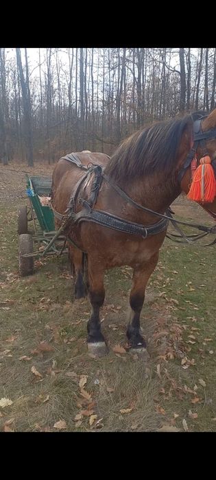 Iapa de vânzare, gestantă în 9 luni