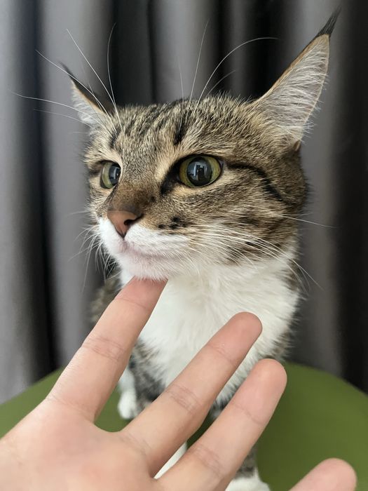 Ищет новый дом красивая кошечка