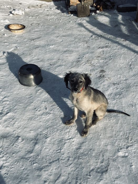 Ургашы тазы кушик сатылады