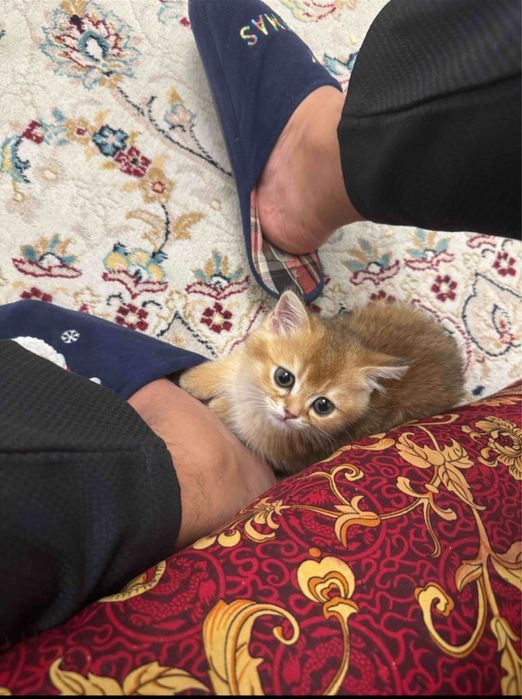 Кот золотая шиншилла