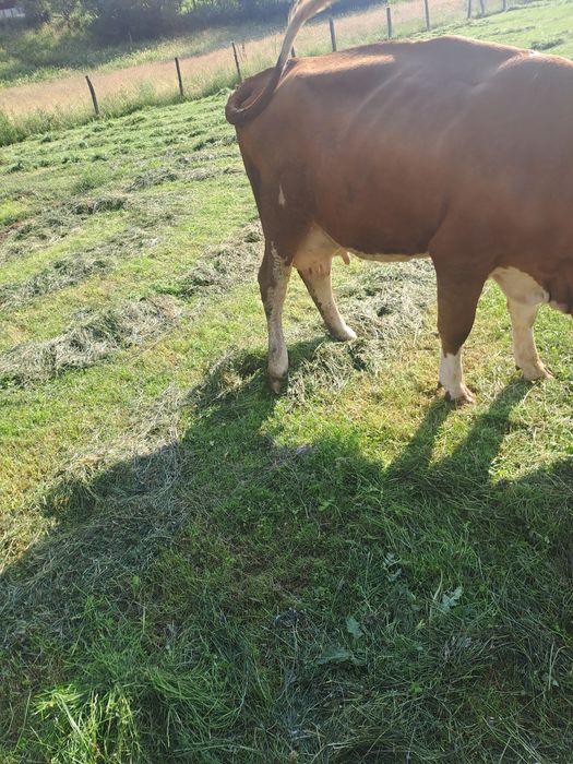 Vaca cu lapte la prima fatare
