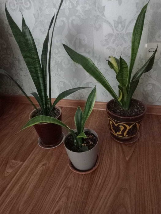 Домашние цветы Зачаганск