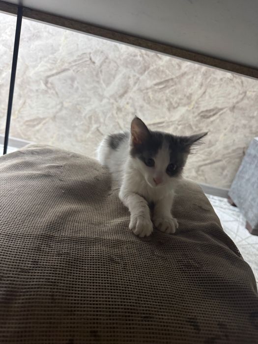Котята маленькие домашние