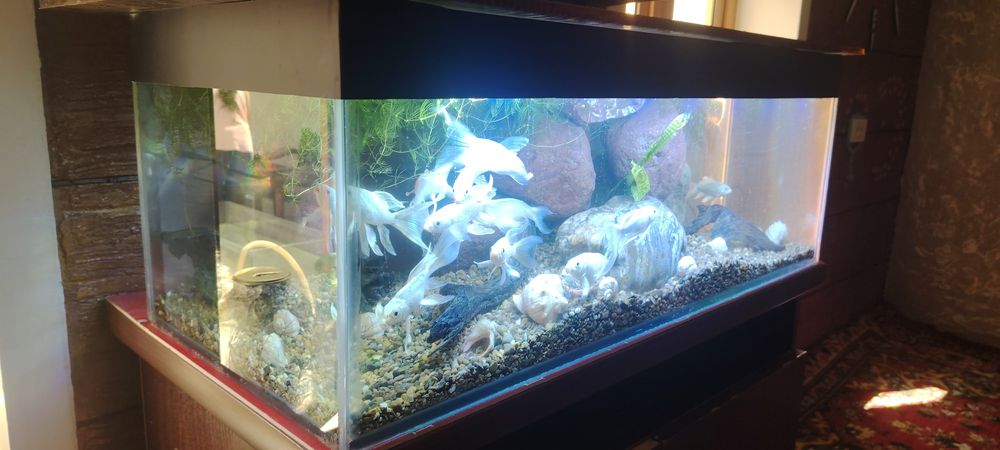 Арзон аквариумла.