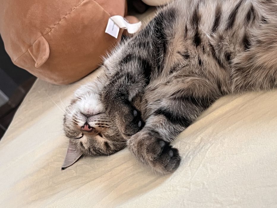 Отдам кошечку в добрые руки