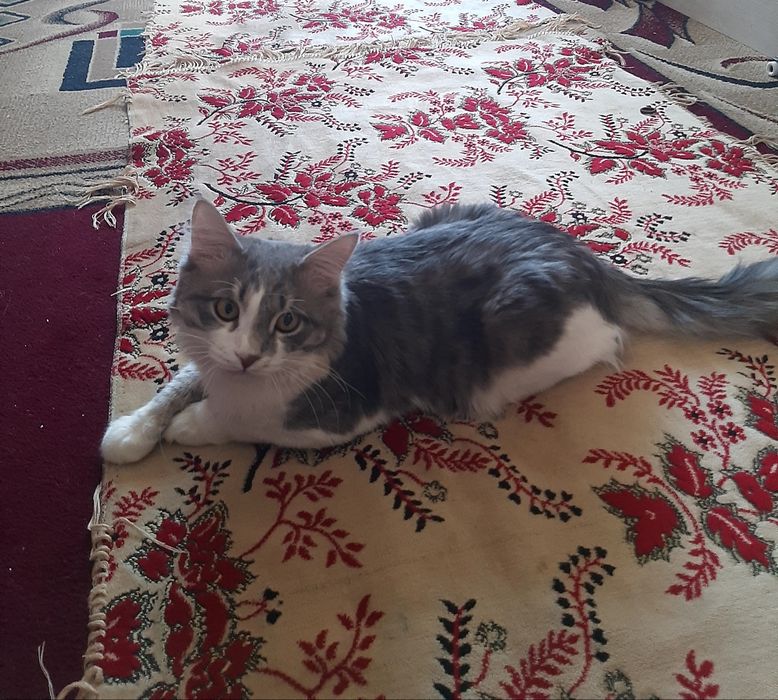 Ищем подругу для вязки