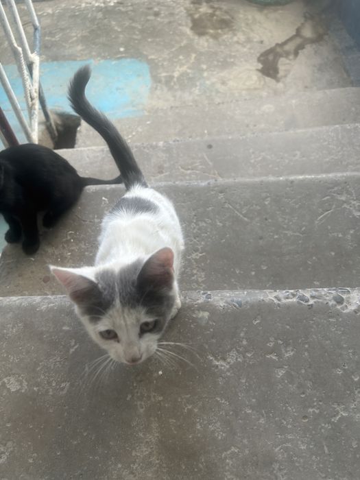 Котята, разных полов