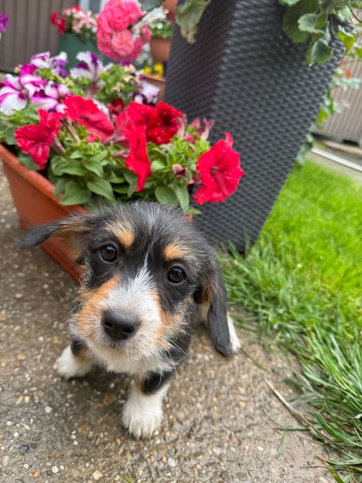 Donez cățeluși metis Teckel + Bichon