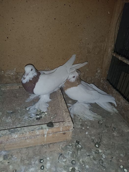 Продам капкан чубатый голубка