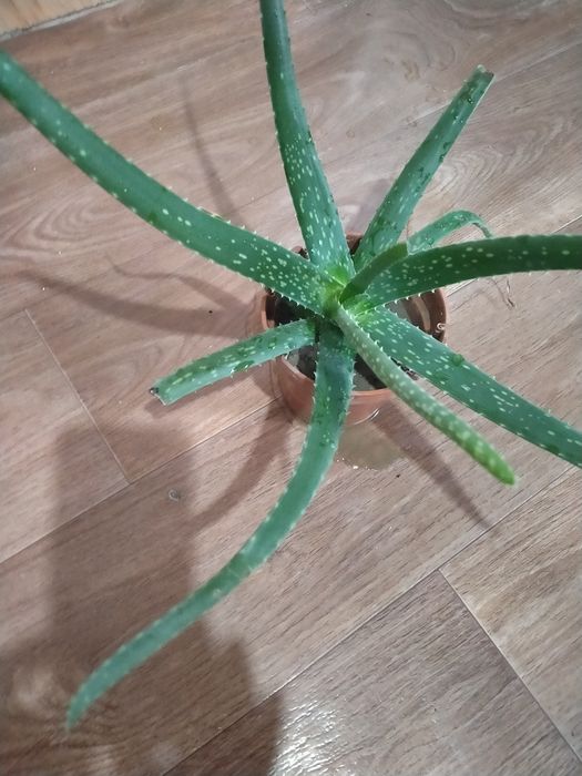 Алое вера лечебный