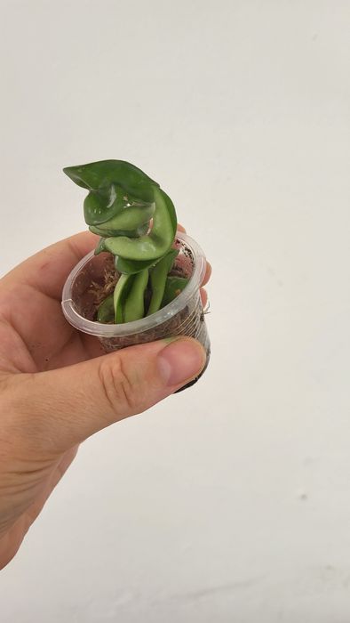 Укоренённые черенки