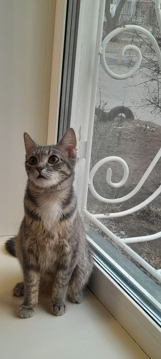 Котенок девочка ищет доброту