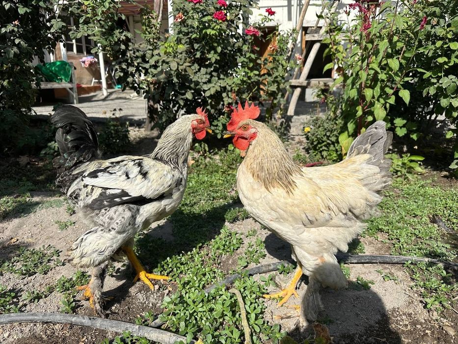 Brama Xoʻrozlar bor
