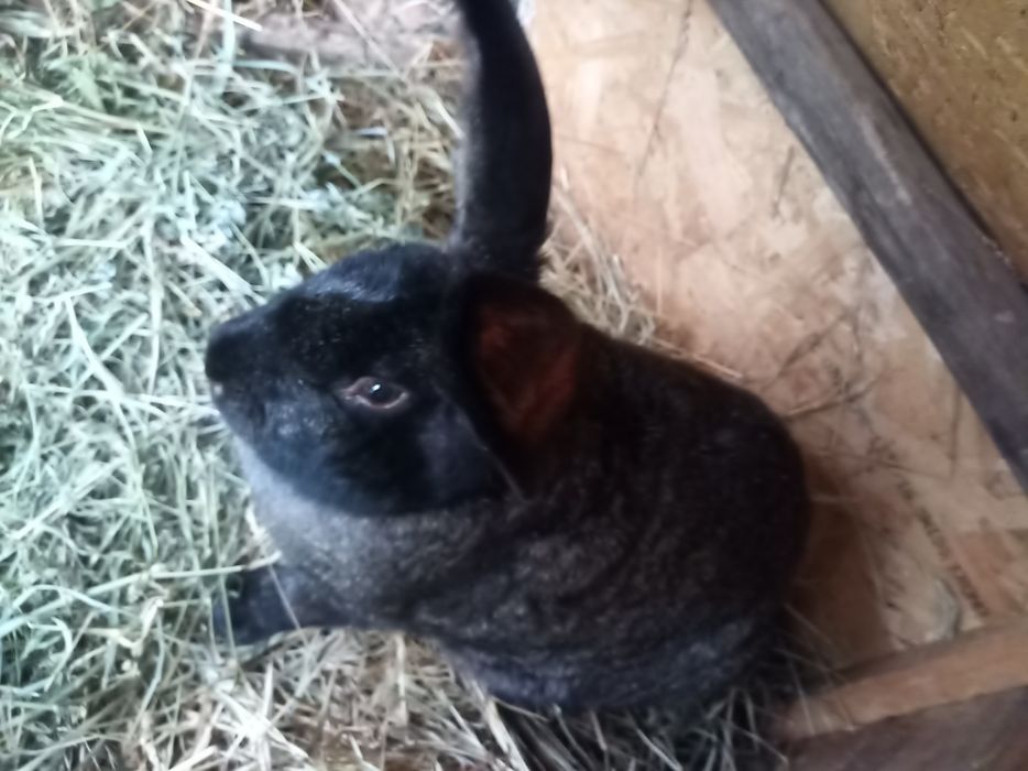 Vând iepuroaică ug