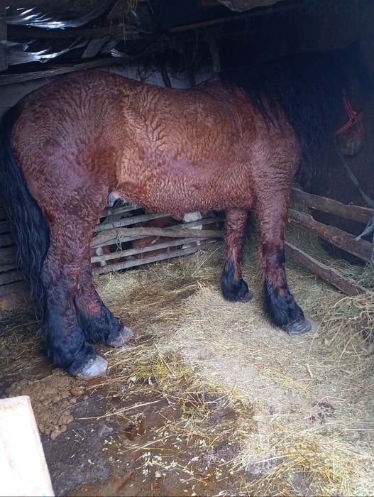 Vând cal bun de ham