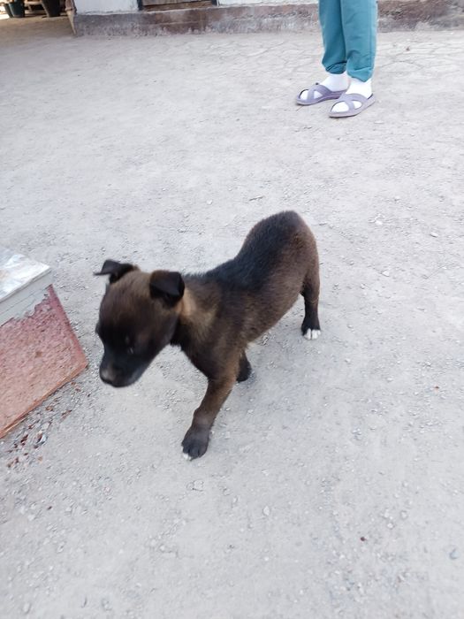 Питбуль щенок , девочка