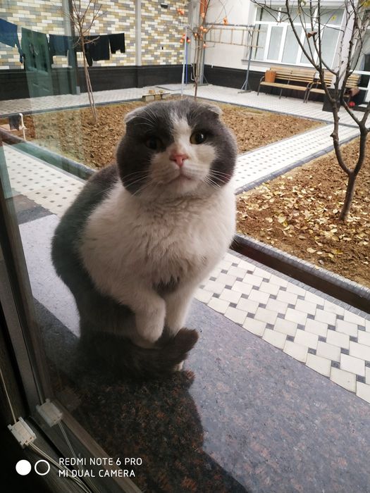 Jinsiy aloqa shafqatsiz, arqon bilan boglangan.