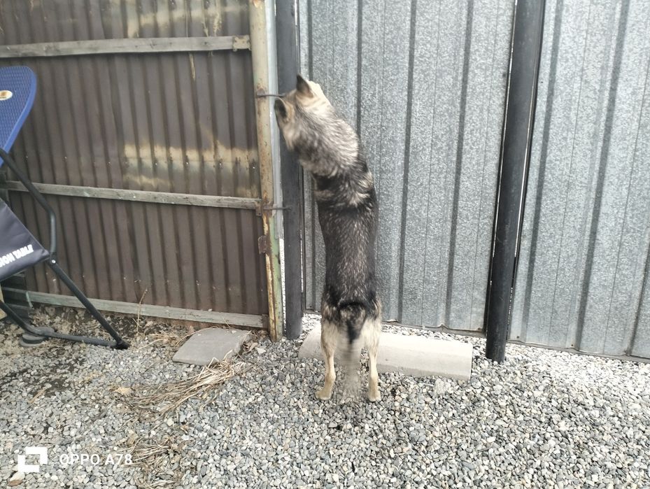 Отдам       даром