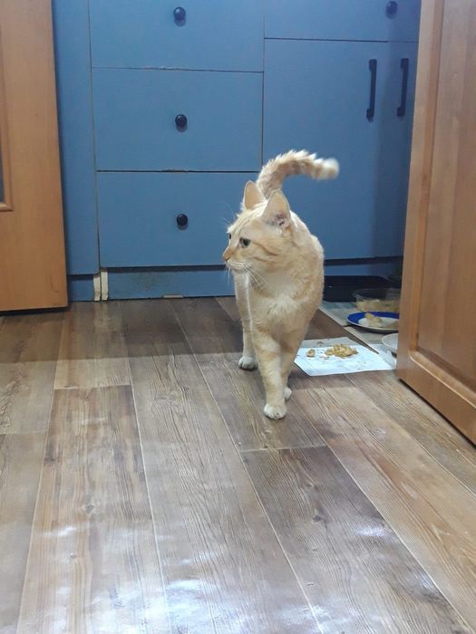 Отдам рыжего кота