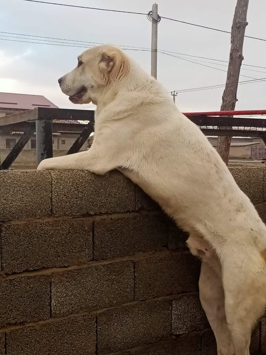 Алабай еркек ит сатамын.