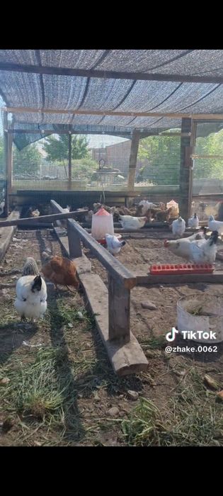 Куры  продам петух