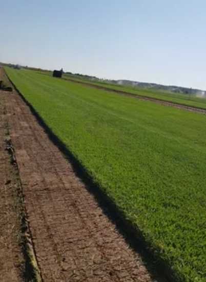 Gazon Natural Aclimatizat – Livrare în Toată Țara și Montaj