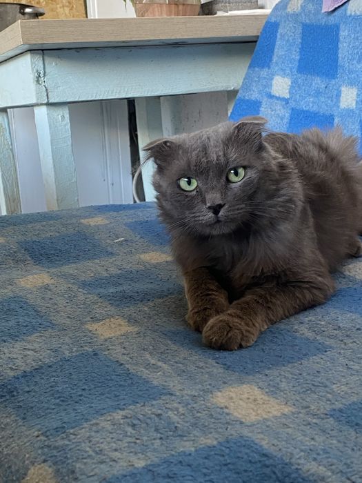 Отдадим вислоухого кота