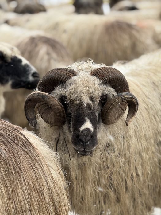 Vand berbeci sau schimb