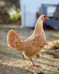 Ouă incubat Brahma, cocoși Brahma