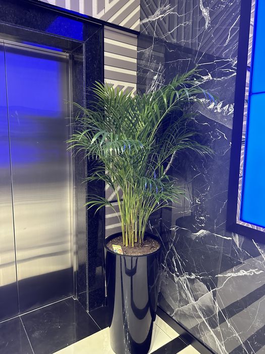 Растения в горшках для офиса и дома