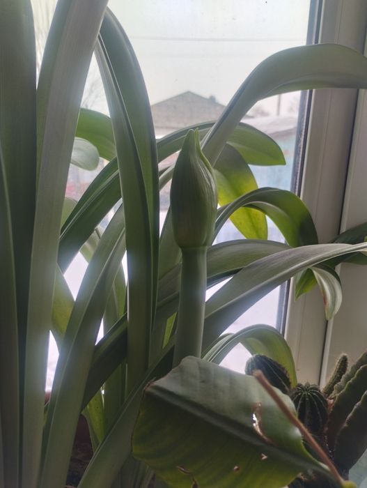 Продам луковицу Лилии