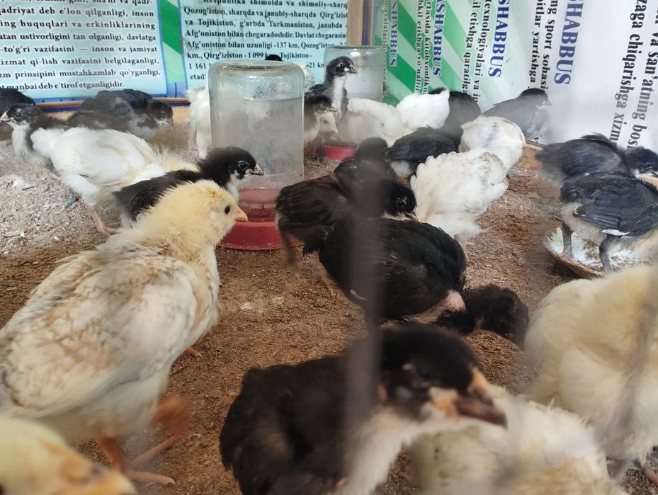 Gigant Jersiy va Adlerskiy Serebriy Zotli Joʻjalar sotuvda.