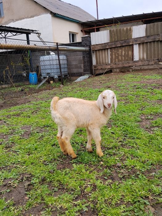 Продам, мальчика