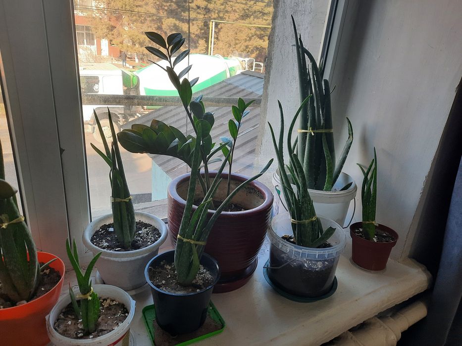 Продам цветы алоэ и кактуса