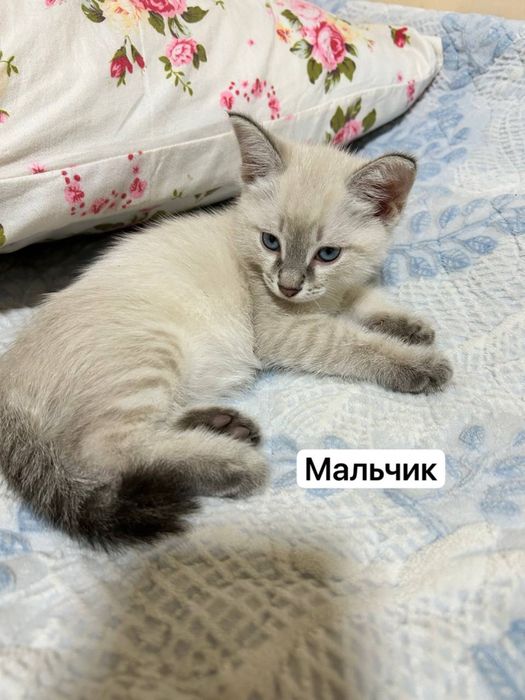 Отдам котят в добрые руки!