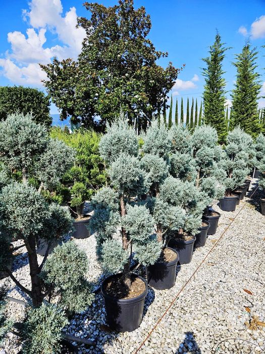 Plante Ornamentale Selecționate – Livrare în Siguranță