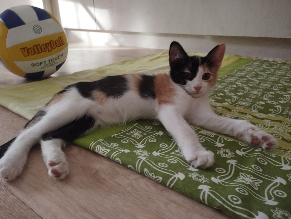 Котенок в добрые руки
