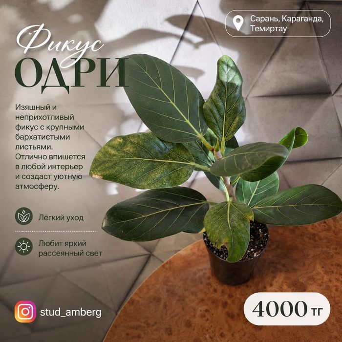 Фикус разный 2..