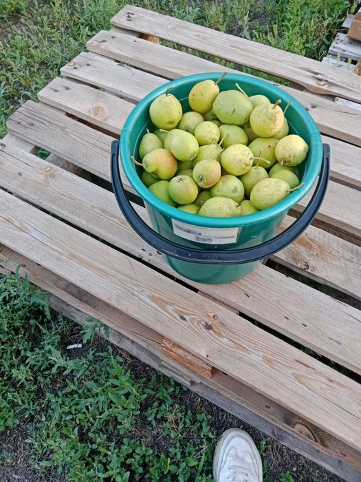 Продам груши сладкие