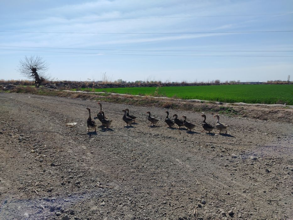 G'ozlar sotildi. Soglom