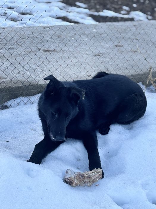 Продам немецкую овчарку