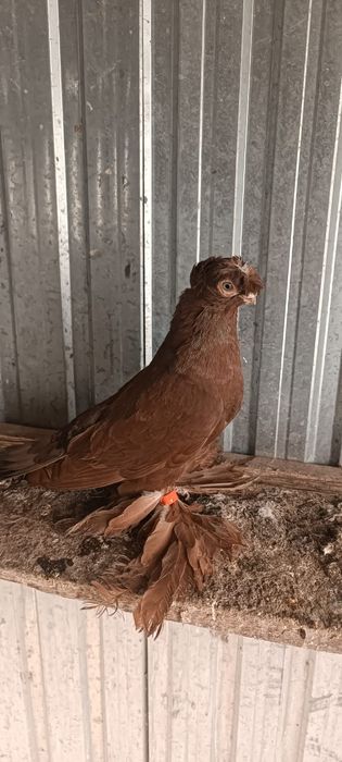 Продам голубей...