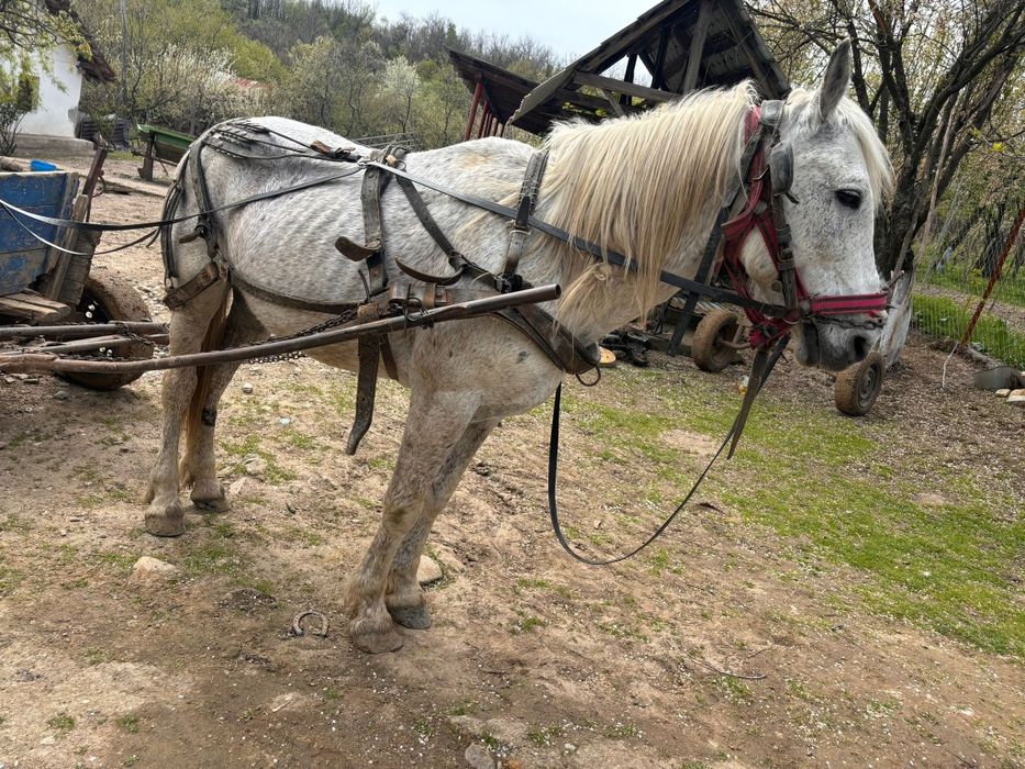 Armăsar de vânzare