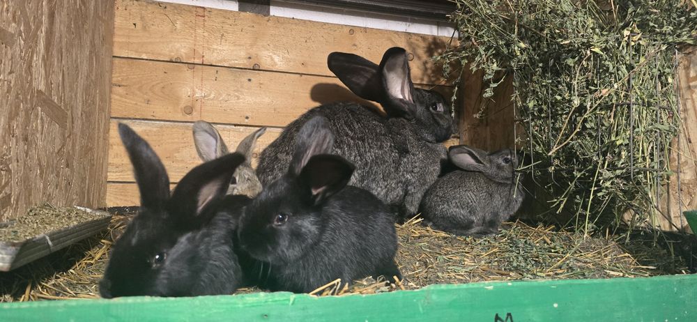 Urias German de vanzare